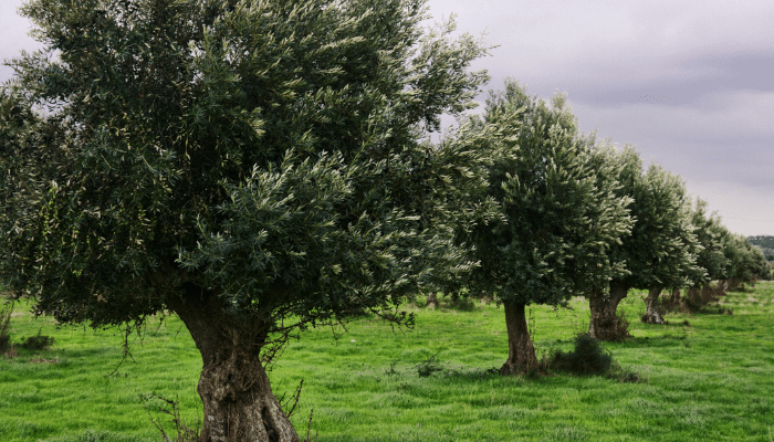 Kışlık Yeşil Zeytin Nasıl Yapılır